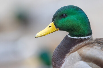A selective focus shot of the head male mallard duck
