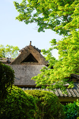 Fototapeta na wymiar 新緑の頃の京都詩仙堂の風景