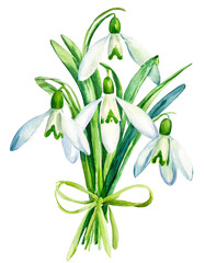 Snowdrop. Bouquet of watercolor botanical spring flowers. Illustration isolated on white.