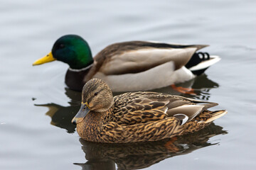 Wild duck on the snow near the lake shore