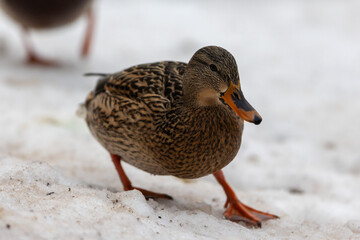 Wild duck on the snow near the lake shore