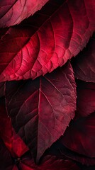 Rich Crimson Leaves Veined with Delicate Patterns