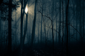 Haunting blue monochrome image of light drowning in the darkness of the trees and fog, with water...