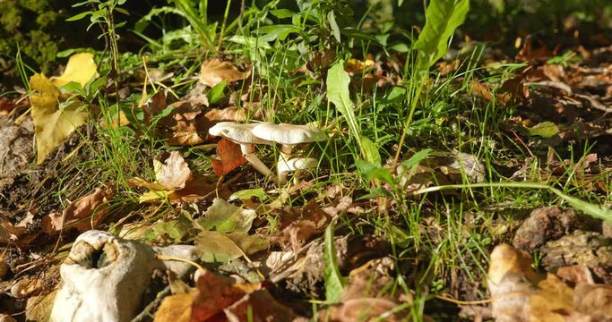 Nature footage of small white mushrooms growing on ground in woods in dry leaves