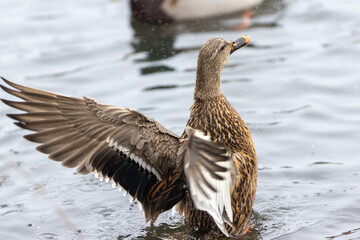 Mallard Duck Stretching Its Wings While Resting on the Water