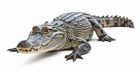 Foto op Plexiglas Crocodile isolated on white © שלמה שטודינר