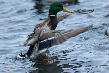Mallard Duck Stretching Its Wings While Resting on the Water