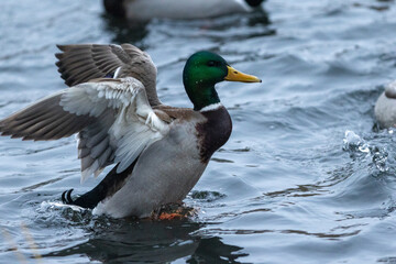Mallard Duck Stretching Its Wings While Resting on the Water