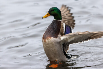 Mallard Duck Stretching Its Wings While Resting on the Water