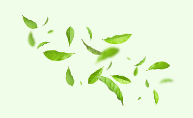 Fresh green tea leaves falling on color background, banner design