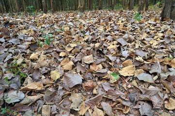 dry leaf in the forest