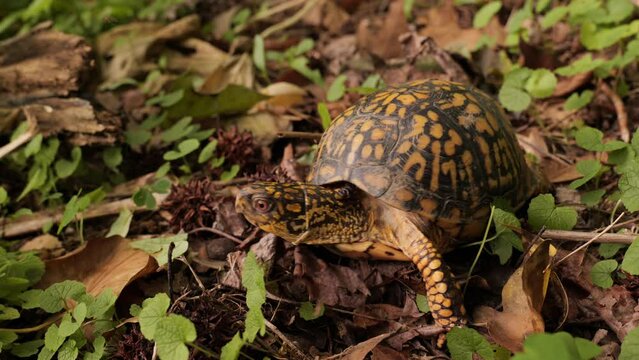 North American box turtle (Terrapene) small turtles with a convex shell. They live in the USA and Mexico near bodies of water.