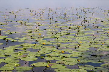 water lilies in the pond