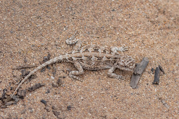 Closeup of a Bight Heath Dragon (Ctenophorus chapmani) on a sandy pathway in Innes National Park, Yorke Peninsula, South Australia