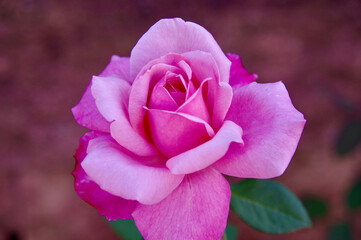 pink rose in the garden