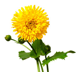 Yellow flower doronicum isolated on a white background