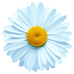 One blue daisy flower isolated on white background. Flat lay, top view. Floral pattern, object