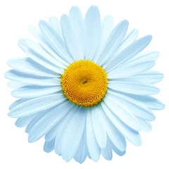 Tuinposter One blue daisy flower isolated on white background. Flat lay, top view. Floral pattern, object © Flower Studio
