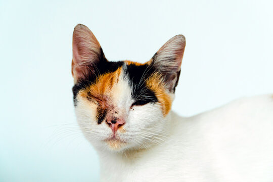 A 2 year old adult domestic cat with a wound over its right eye is relaxing on a white background. Close up image of a white cat with a pattern that is posing lazily and looks very relaxed and cute