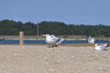 Oystercatchers 2