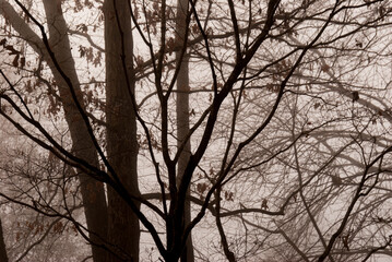 Fog, Trees, Branches