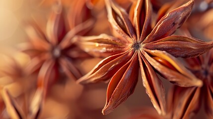 Details of the shapes and textures of a star anise in a macro image. Sinuous lines and graceful tips of a star anise in shades of brown and bronze.