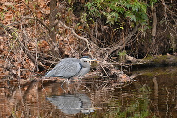 Great Blue Heron with Reflection