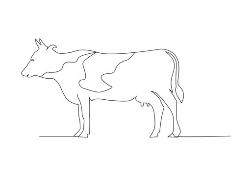 Cow in continuous line art drawing style. Beef single line. Household animals line art vector illustration