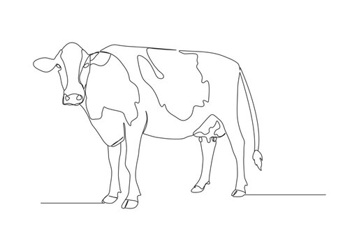 Cow in continuous line art drawing style. Beef single line. Household animals line art vector illustration