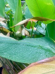 leaf plant droplet green lush jungle background closeup water droplet summer sun