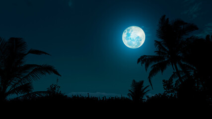 Palm tree silhouette at night with full moon