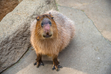 Capybara in natural park in sunny day