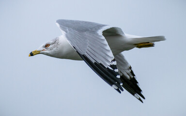 Ring-billed Gull (Larus delawarensis) Flying Close Up Side Profile