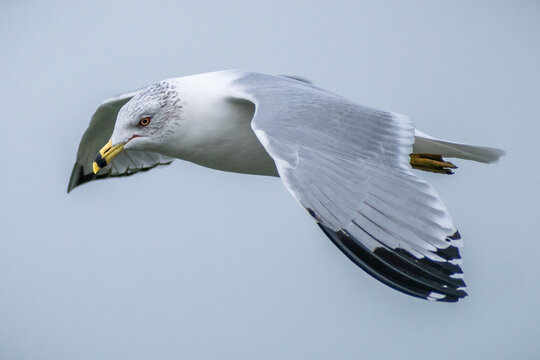 Ring-billed Gull (Larus delawarensis) Flying Close Up Flapping Wings