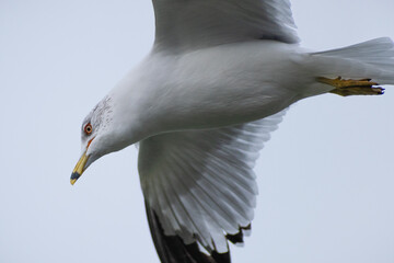 Ring-billed Gull (Larus delawarensis) Flying Close Up with Wings Spread