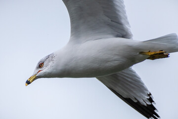 Ring-billed Gull (Larus delawarensis) Flying Close Up with Wings Spread Underneath View