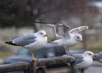 Ring-billed Gull (Larus delawarensis) Colony Perched on Railing During Snow Storm