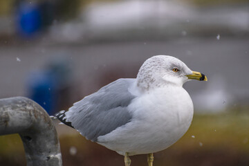 Ring-billed Gull (Larus delawarensis) Perched on Railing During Snow Storm