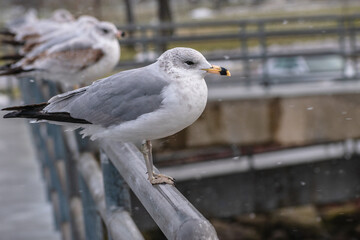 Ring-billed Gull (Larus delawarensis) Perched on Railing During Snow Storm with Colony in Background