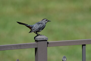 Gray Catbird