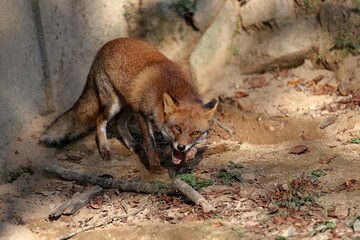 エサを咥えて見るキツネのポートレート