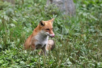 草むらに座り舌を出すキツネ
