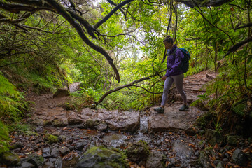 Naklejka na ściany i meble Female tourist with backpack hikes along a curved path through a picturesque deciduous forest. 25 Fontes waterfalls, Madeira Island, Portugal, Europe.