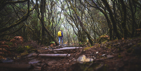 Female tourist with backpack walks up on a stair-like path through a misty laruel forest on a rainy day. 25 Fontes Waterfalls, Madeira Island, Portugal, Europe.