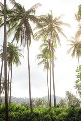 Naklejka premium Palm trees on a tropical beach