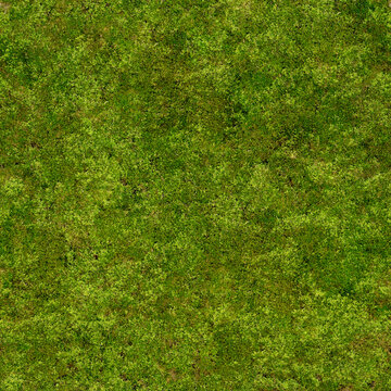 Green grass texture background.
