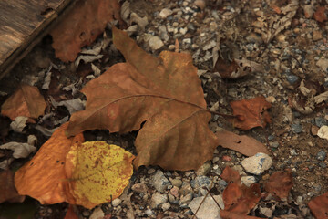 Fallen Maple Leaf