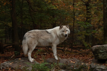 White Wolf in the Woods