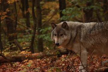 Naklejka na ściany i meble Wolf in Autumn