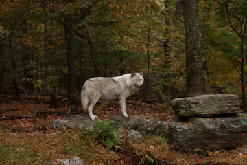 Obraz premium Wolf on a Rock
